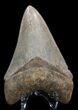 Serrated, Megalodon Tooth - Georgia #39900-2
